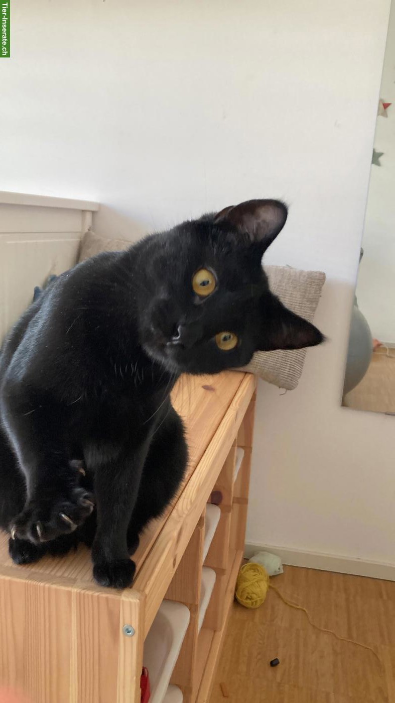 Bild 4: Getigerter Kater & schwarze Katze suchen schönes Zuhause