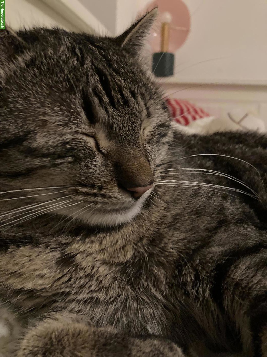 Bild 5: Getigerter Kater & schwarze Katze suchen schönes Zuhause