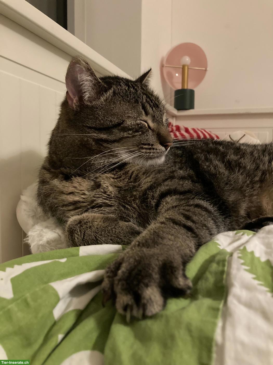 Bild 6: Getigerter Kater & schwarze Katze suchen schönes Zuhause