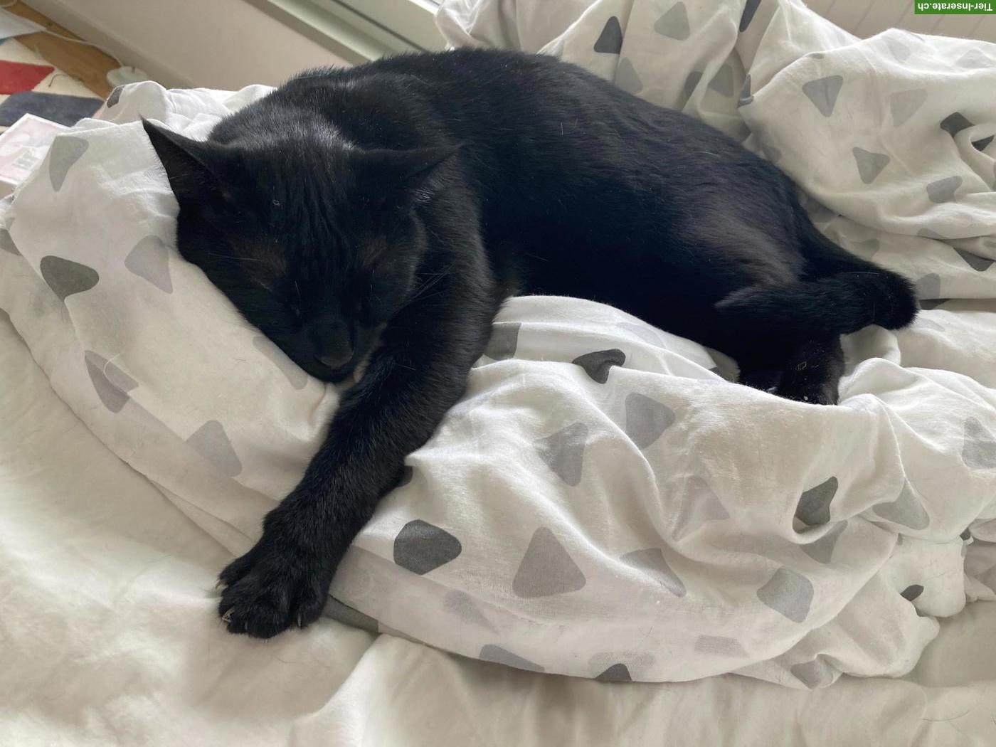 Bild 7: Getigerter Kater & schwarze Katze suchen schönes Zuhause