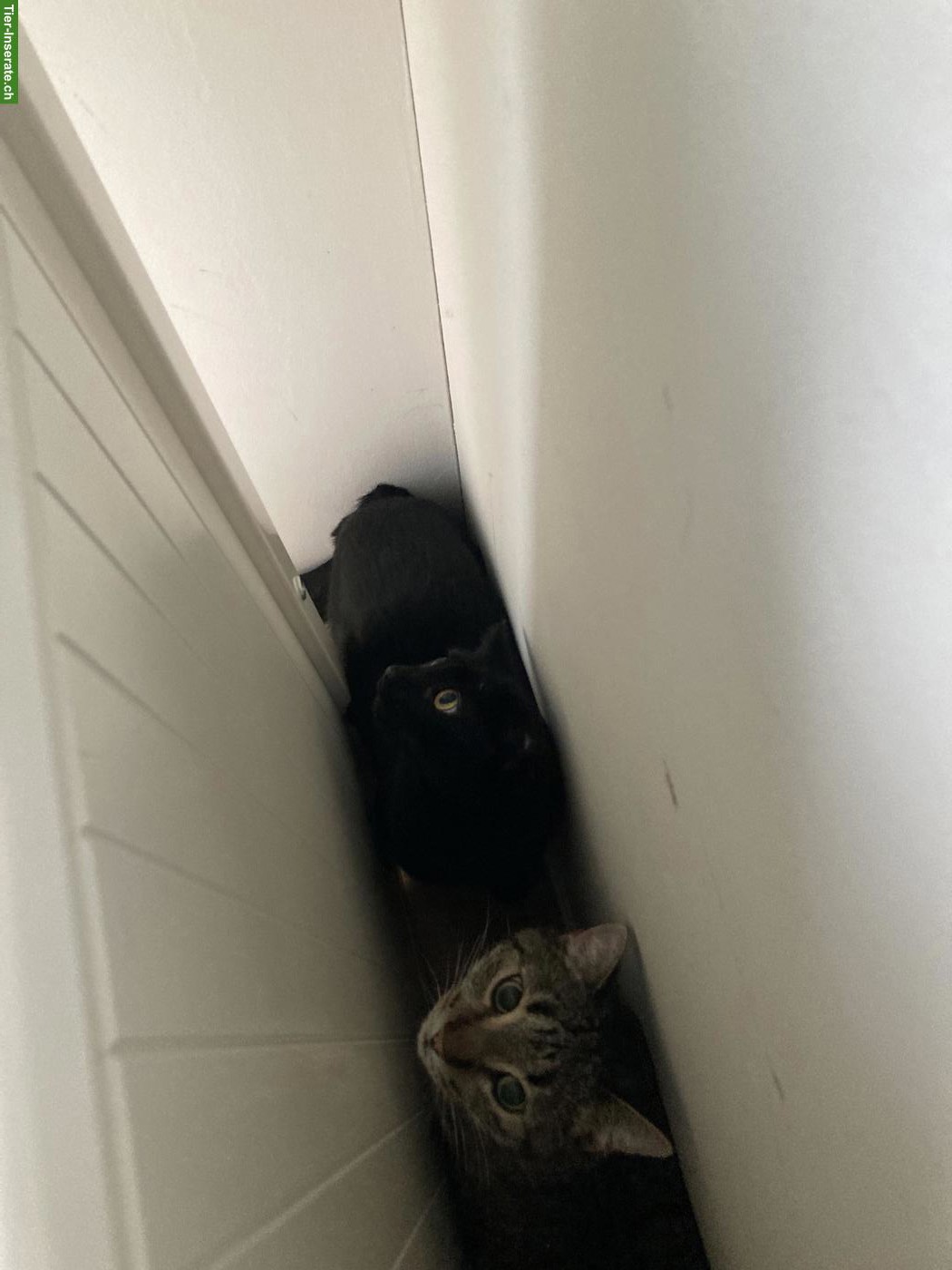 Bild 8: Getigerter Kater & schwarze Katze suchen schönes Zuhause