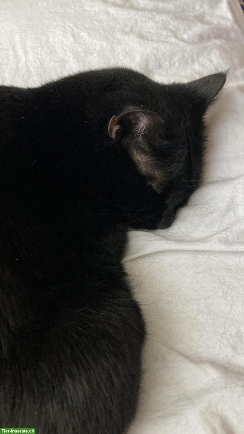 Bild 9: Getigerter Kater & schwarze Katze suchen schönes Zuhause