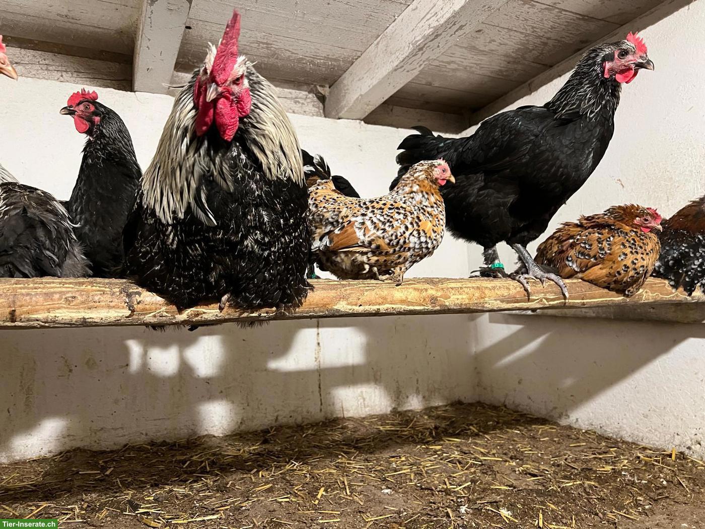 Bild 4: Bruteier reinrassige Marans aus Hobbyzucht