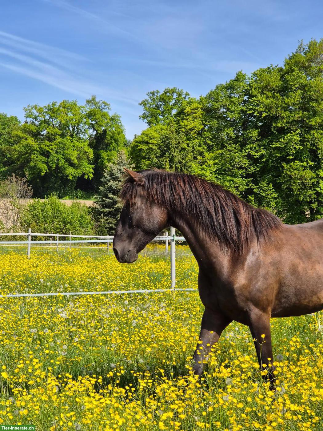 Lusitano Wallach der Extraklasse