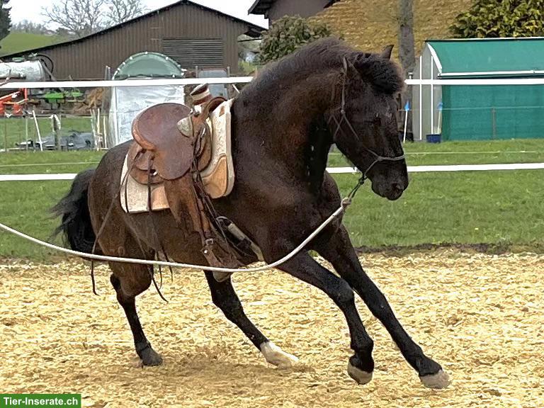 Bild 10: Lusitano Wallach der Extraklasse
