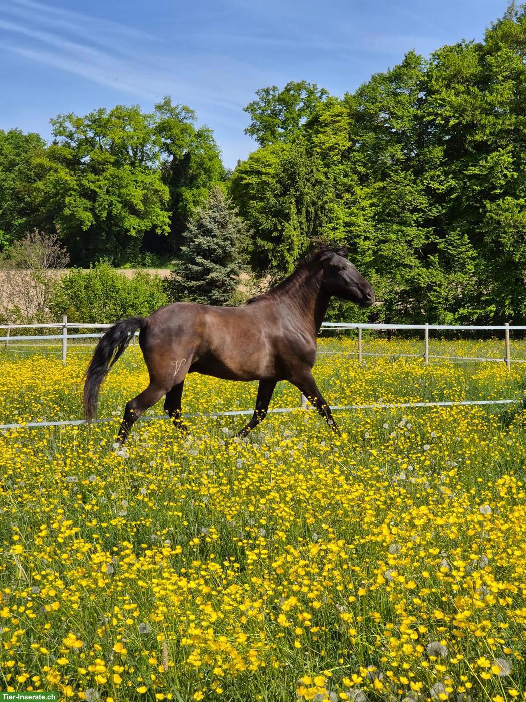 Bild 2: Lusitano Wallach der Extraklasse