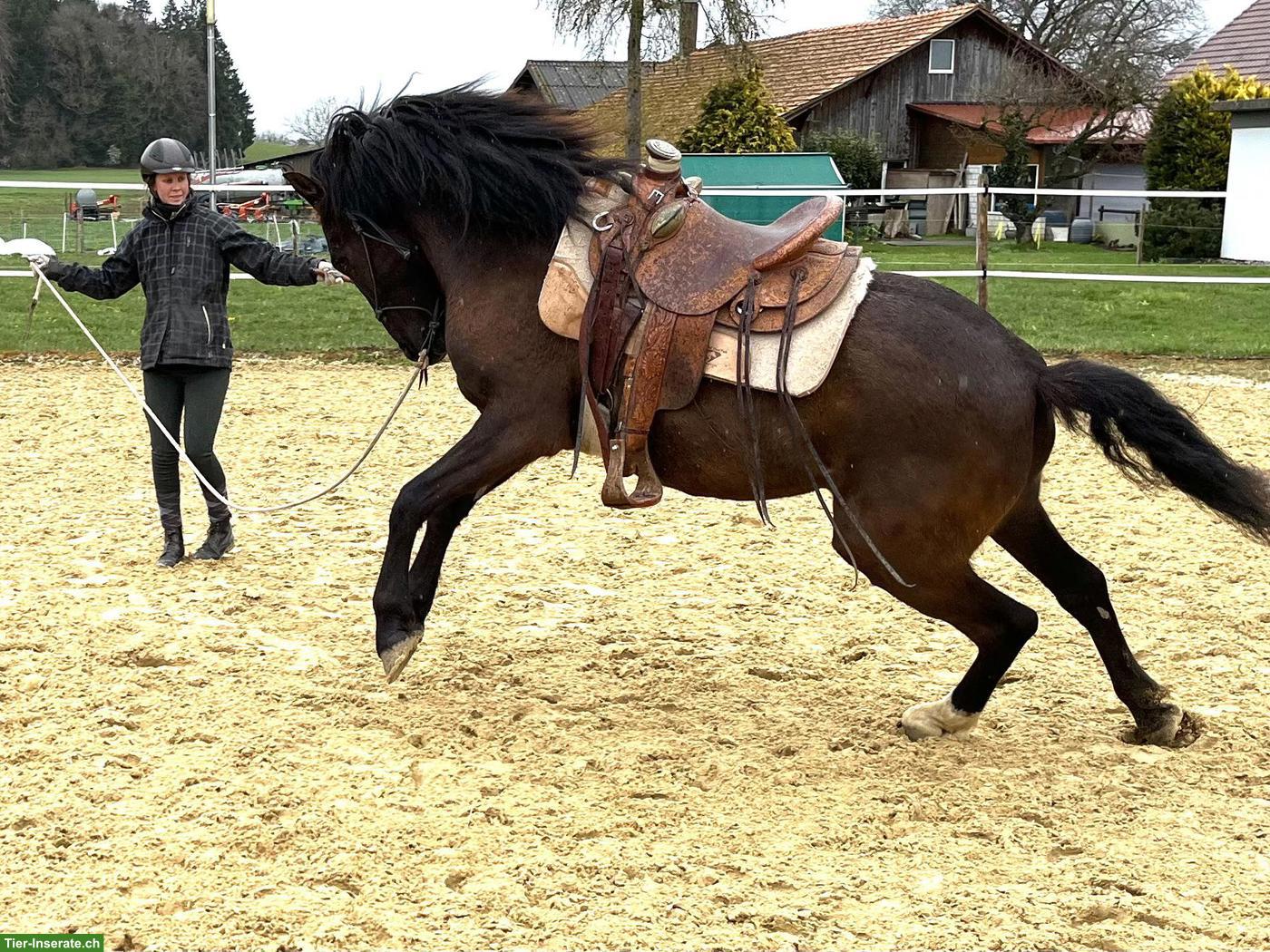 Bild 3: Lusitano Wallach der Extraklasse
