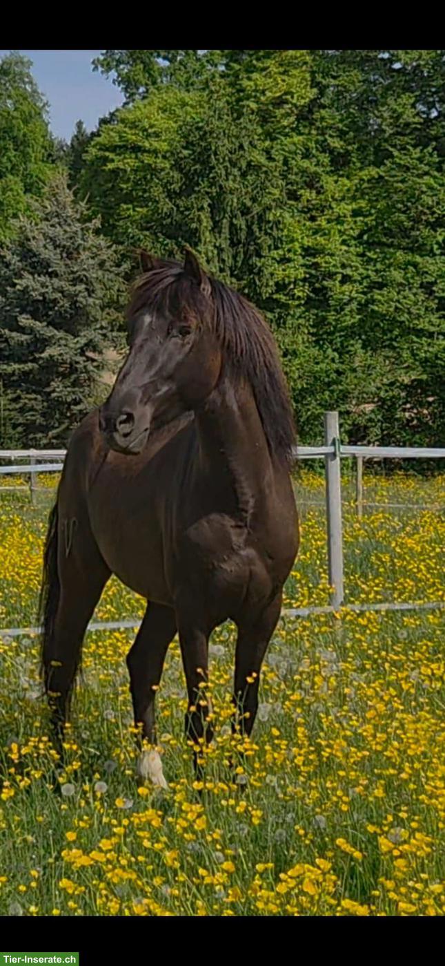 Bild 4: Lusitano Wallach der Extraklasse