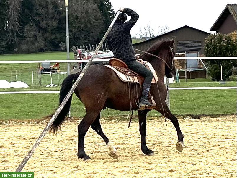 Bild 5: Lusitano Wallach der Extraklasse