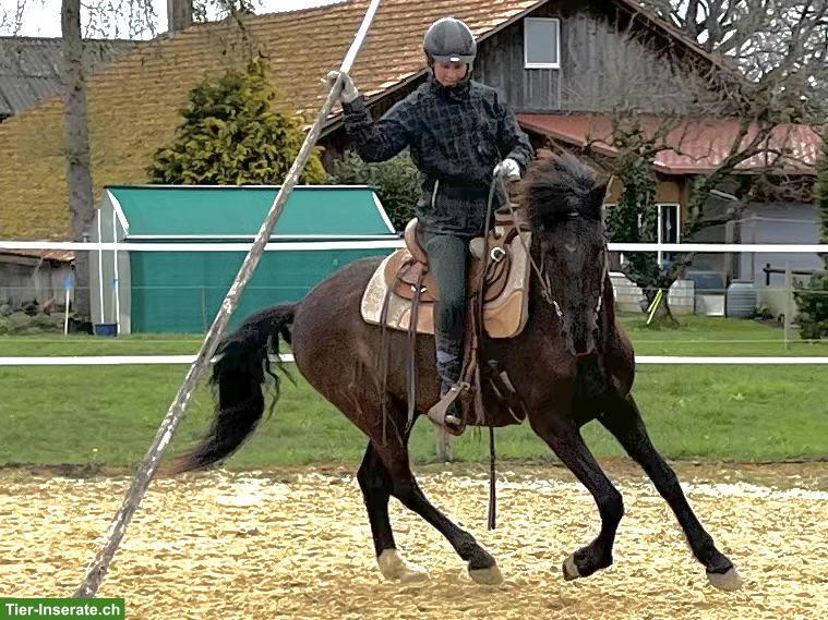 Bild 6: Lusitano Wallach der Extraklasse