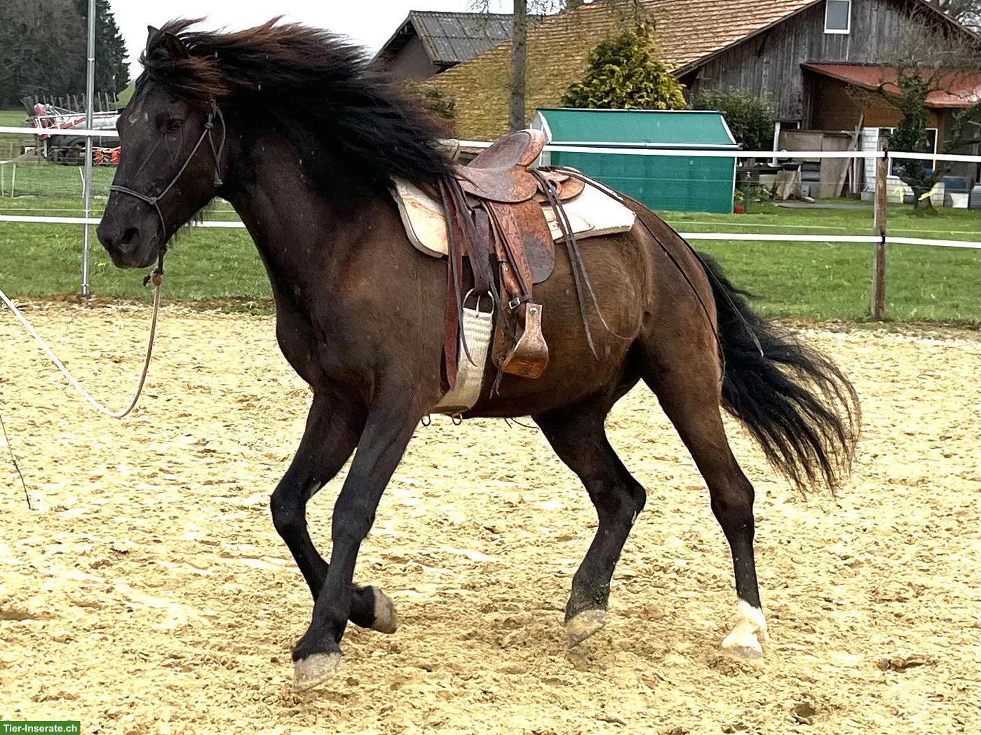 Bild 7: Lusitano Wallach der Extraklasse