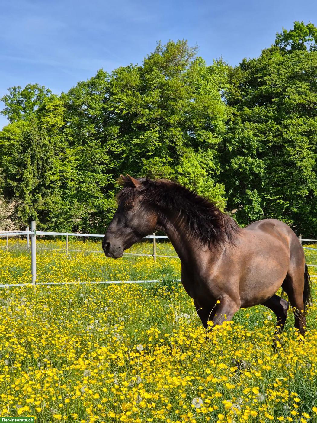 Bild 8: Lusitano Wallach der Extraklasse