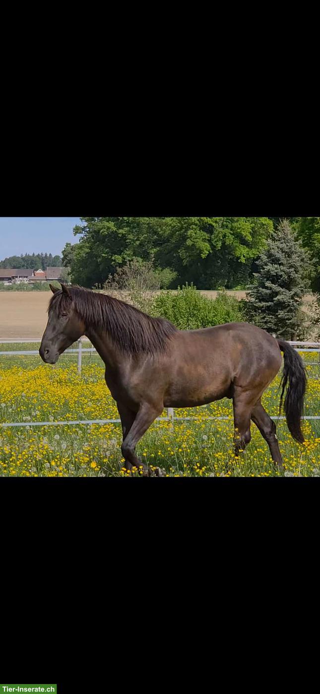 Bild 9: Lusitano Wallach der Extraklasse
