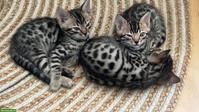 Snow Mink & Brown Bengal Kätzchen, reinrassig