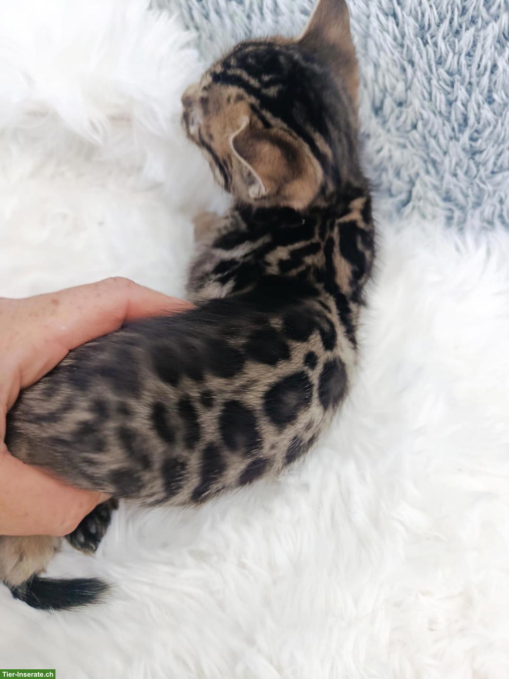 Bild 2: Snow Mink & Brown Bengal Kätzchen, reinrassig