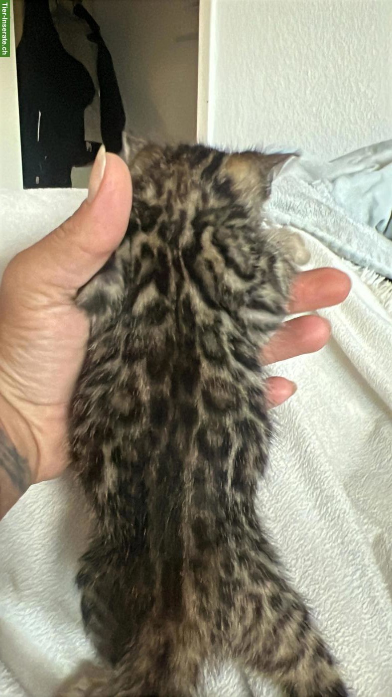 Bild 4: Snow Mink & Brown Bengal Kätzchen, reinrassig