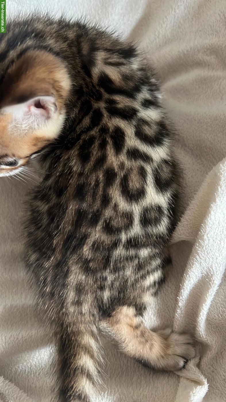 Bild 5: Snow Mink & Brown Bengal Kätzchen, reinrassig