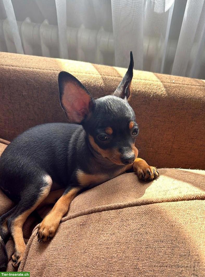 Zwergpinscher Welpe (Weibchen) sucht ein Zuhause 🐾
