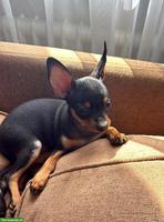 Zwergpinscher Welpe (Weibchen) sucht ein Zuhause 🐾