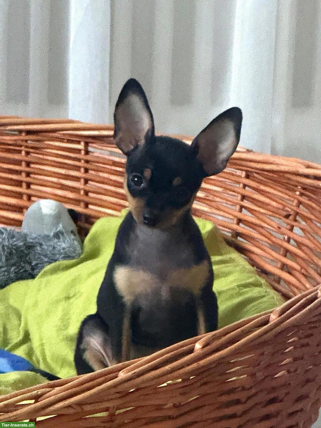 Bild 2: Zwergpinscher Welpe (Weibchen) sucht ein Zuhause 🐾