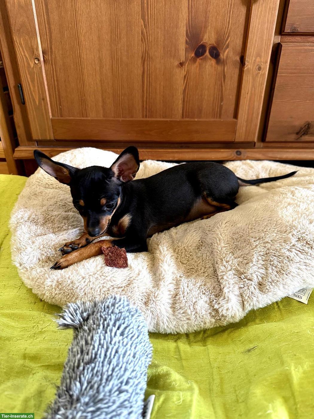 Bild 3: Zwergpinscher Welpe (Weibchen) sucht ein Zuhause 🐾