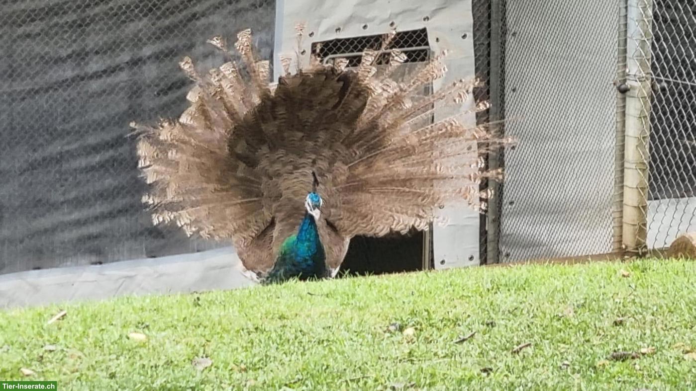 Blauer Pfau, Hähne aus Zucht