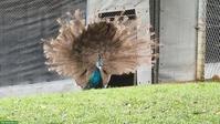 Blauer Pfau, Hähne aus Zucht