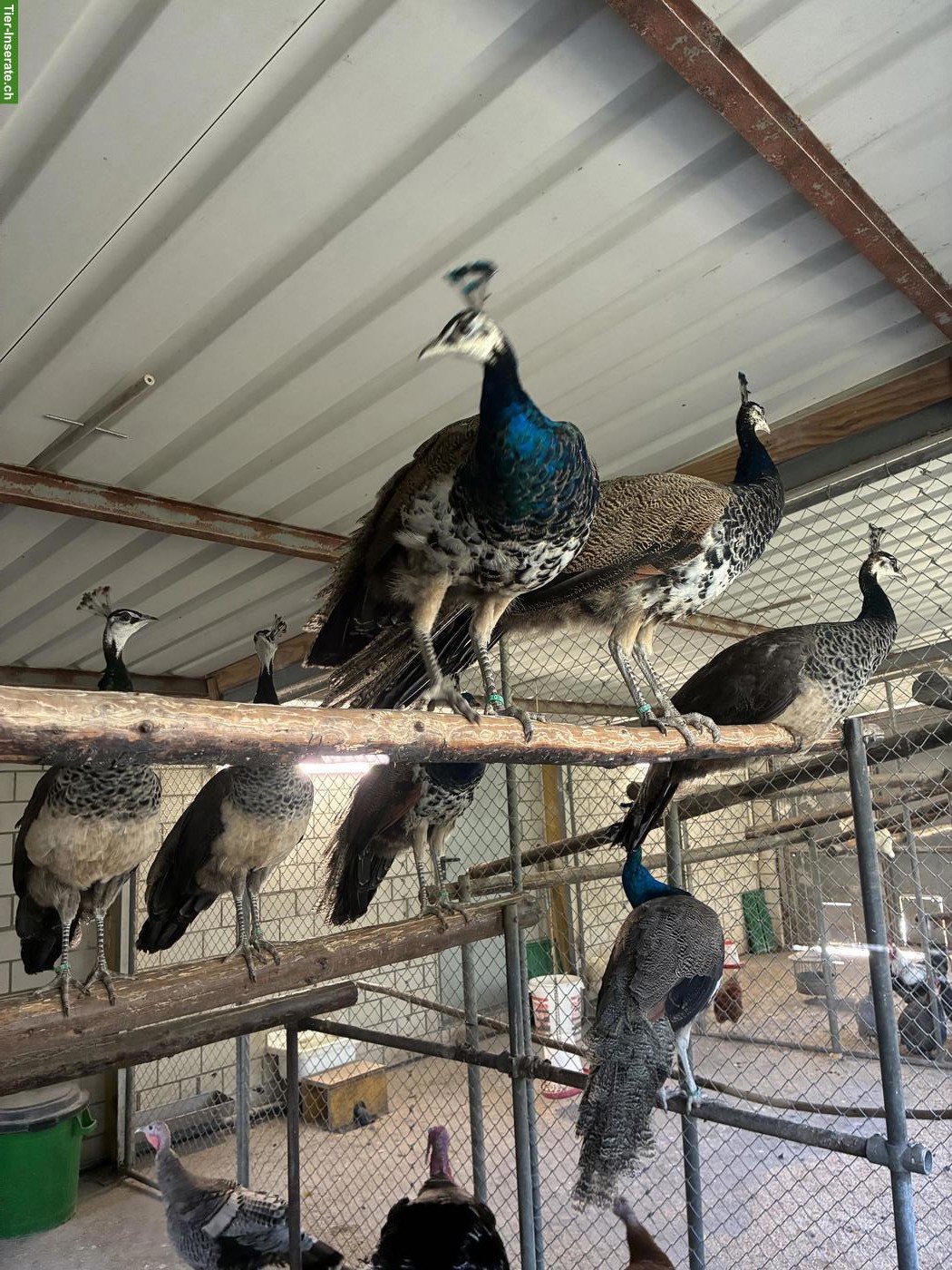 Bild 2: Blauer Pfau, Hähne aus Zucht