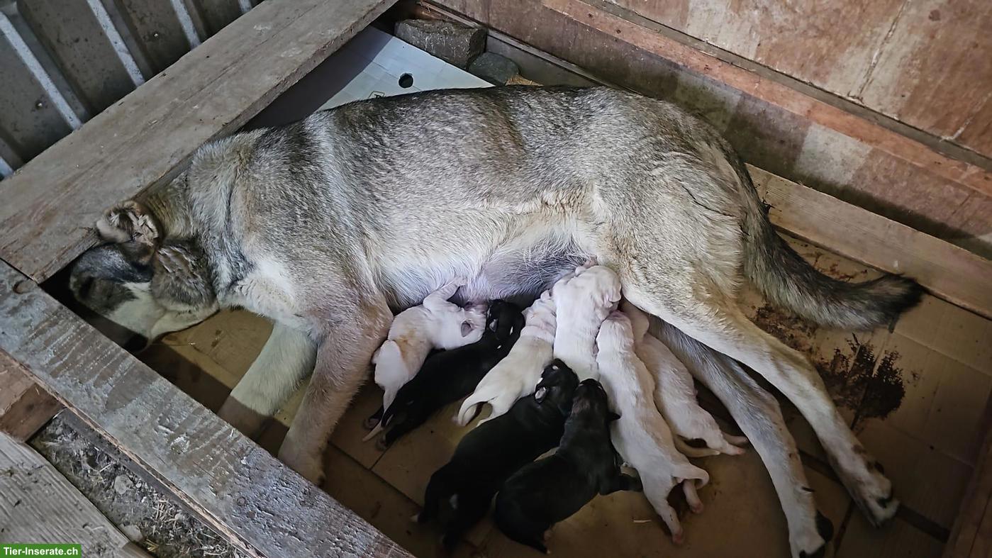 Volkodav Hund, Kaukasischer Schäferhund Welpen