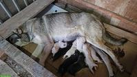 Volkodav Hund, Kaukasischer Schäferhund Welpen