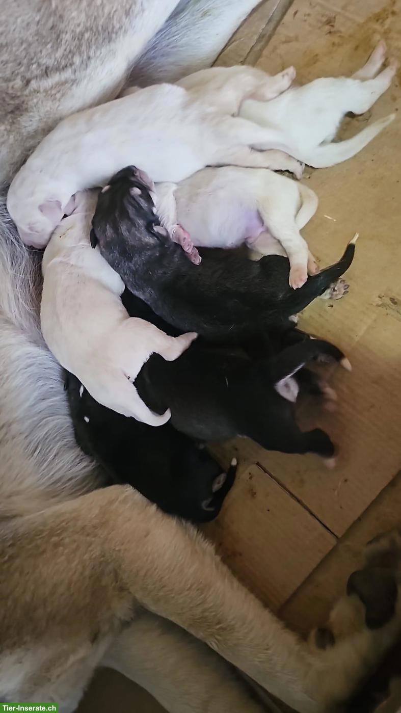 Bild 2: Volkodav Hund, Kaukasischer Schäferhund Welpen