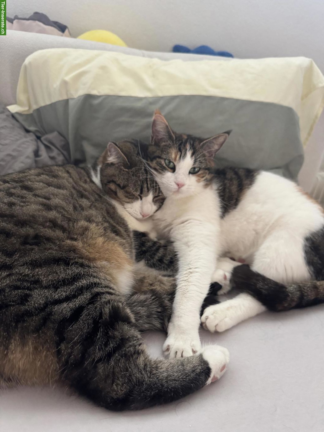 2 herzensliebe Katzen suchen ein neues Zuhause