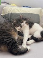 2 herzensliebe Katzen suchen ein neues Zuhause