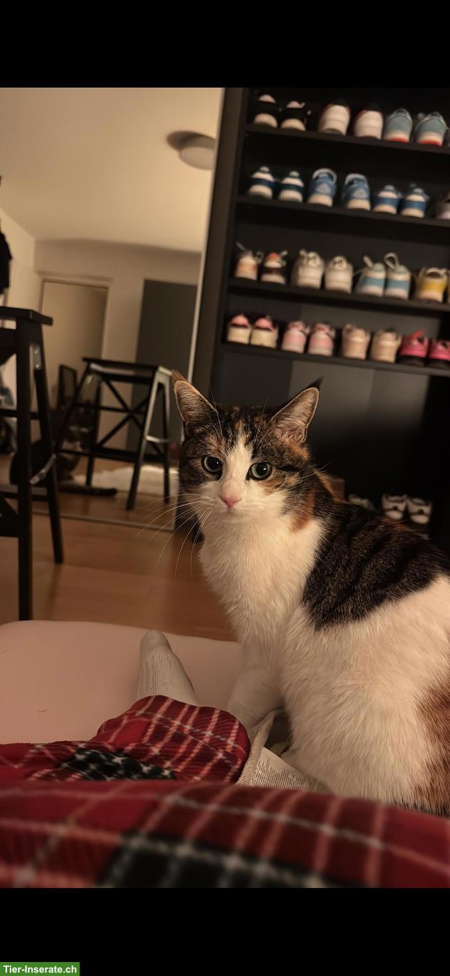 Bild 2: 2 herzensliebe Katzen suchen ein neues Zuhause