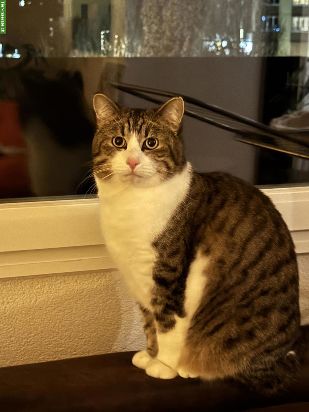 Bild 3: 2 herzensliebe Katzen suchen ein neues Zuhause