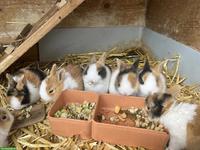 Junge reinrassige Holländer Kaninchen