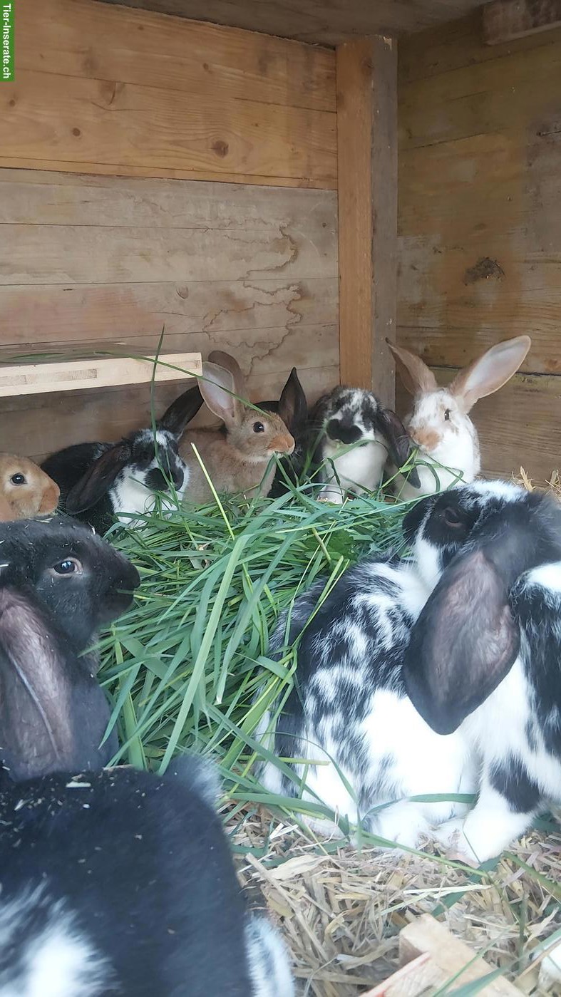 Junge Widderkaninchen & Kreuzungen