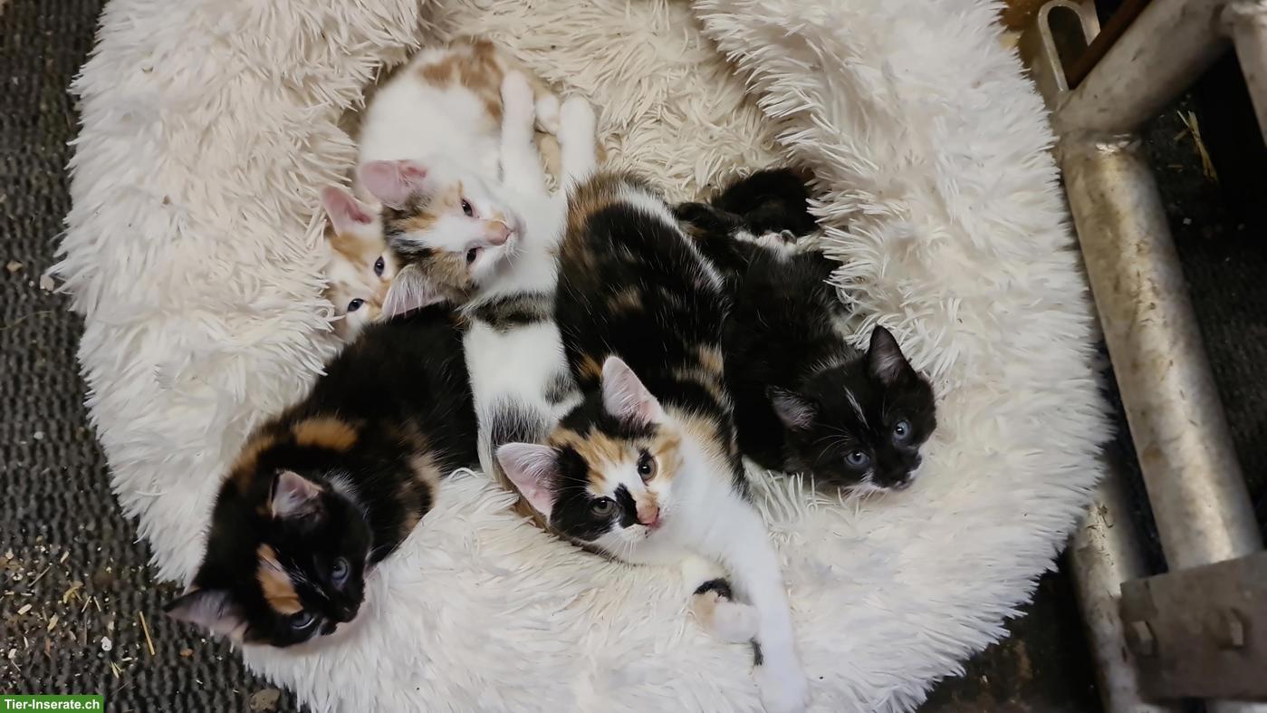 Bauernhof Kitten in diversen Farben