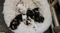 Bauernhof Kitten in diversen Farben