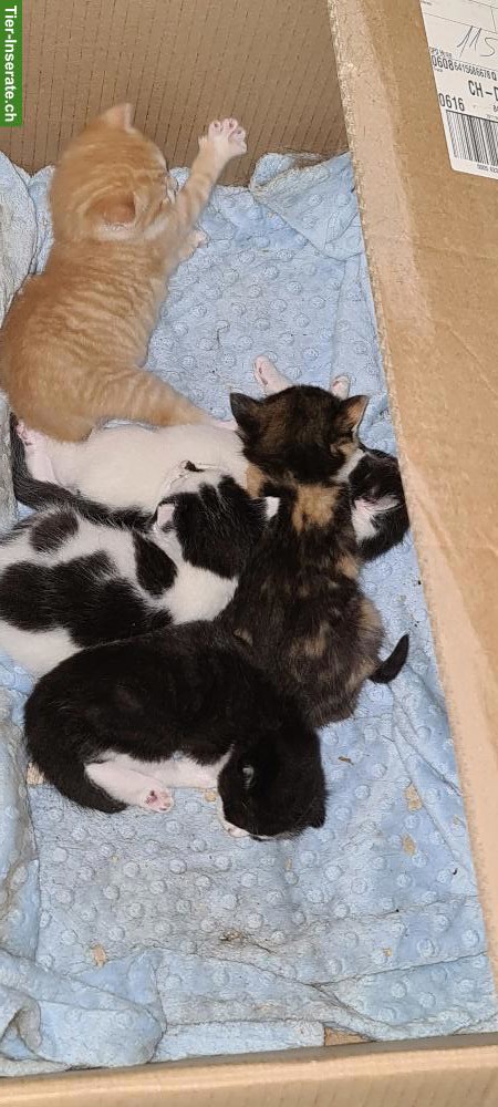 Bild 2: Bauernhof Kitten in diversen Farben