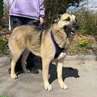 Sanfte, grosse Schäferhund-Mischlingshündin "Merla" aus dem Tierheim