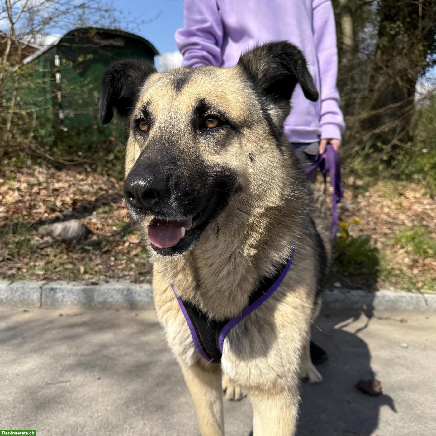 Bild 2: Sanfte, grosse Schäferhund-Mischlingshündin "Merla" aus dem Tierheim