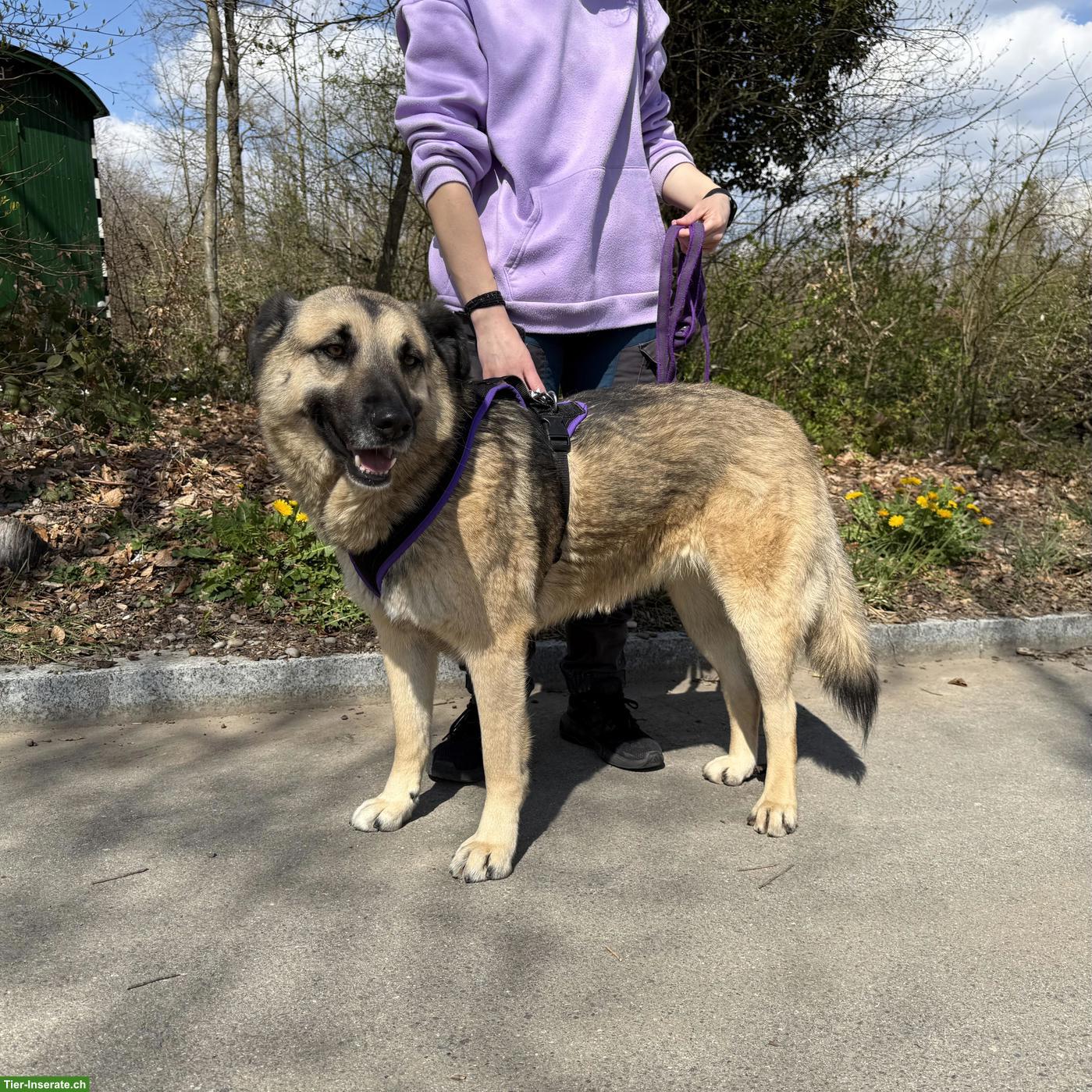 Bild 3: Sanfte, grosse Schäferhund-Mischlingshündin "Merla" aus dem Tierheim