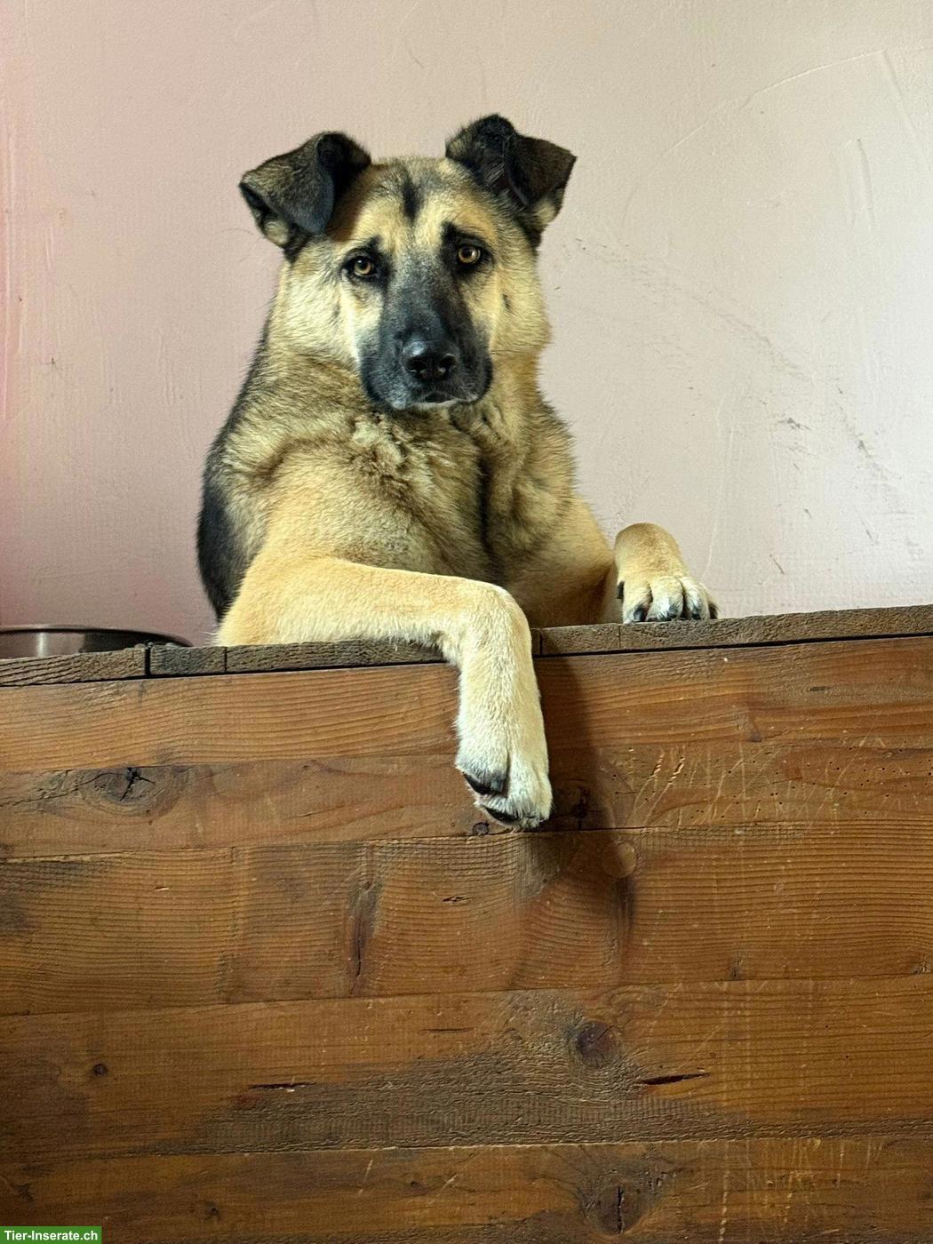 Bild 4: Sanfte, grosse Schäferhund-Mischlingshündin "Merla" aus dem Tierheim