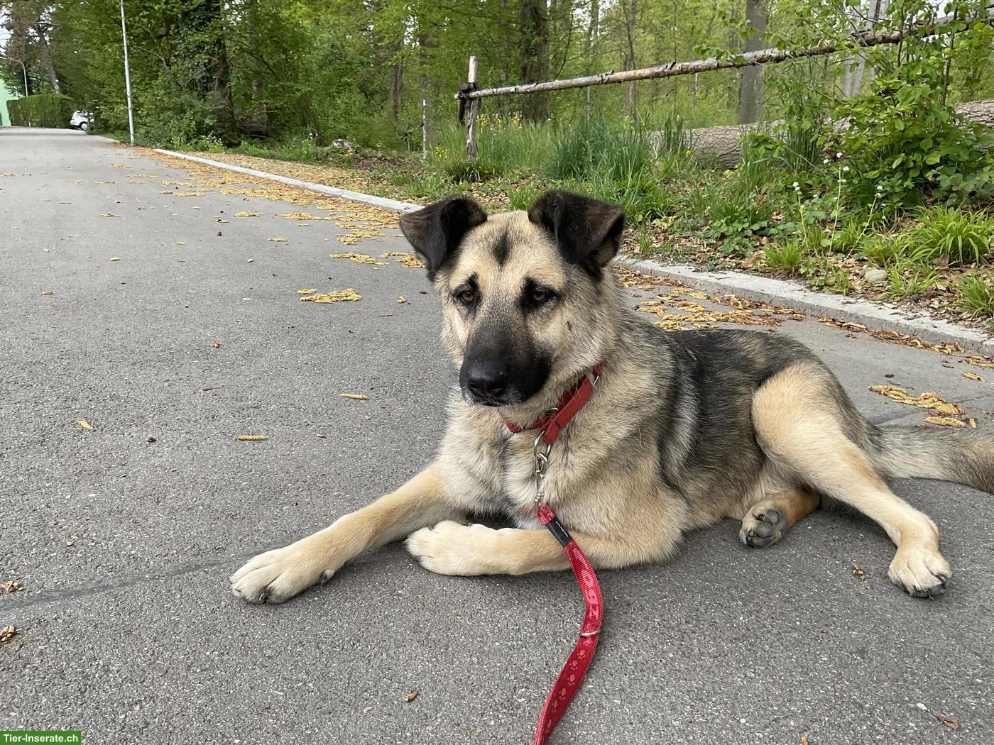 Bild 5: Sanfte, grosse Schäferhund-Mischlingshündin "Merla" aus dem Tierheim