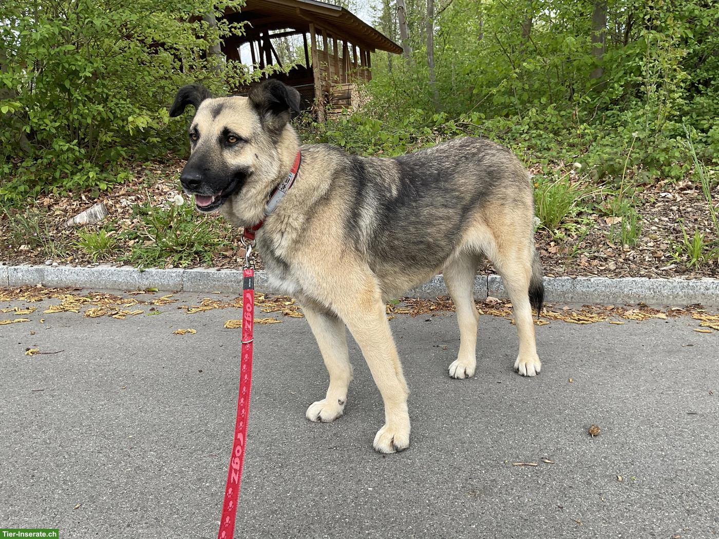 Bild 6: Sanfte, grosse Schäferhund-Mischlingshündin "Merla" aus dem Tierheim