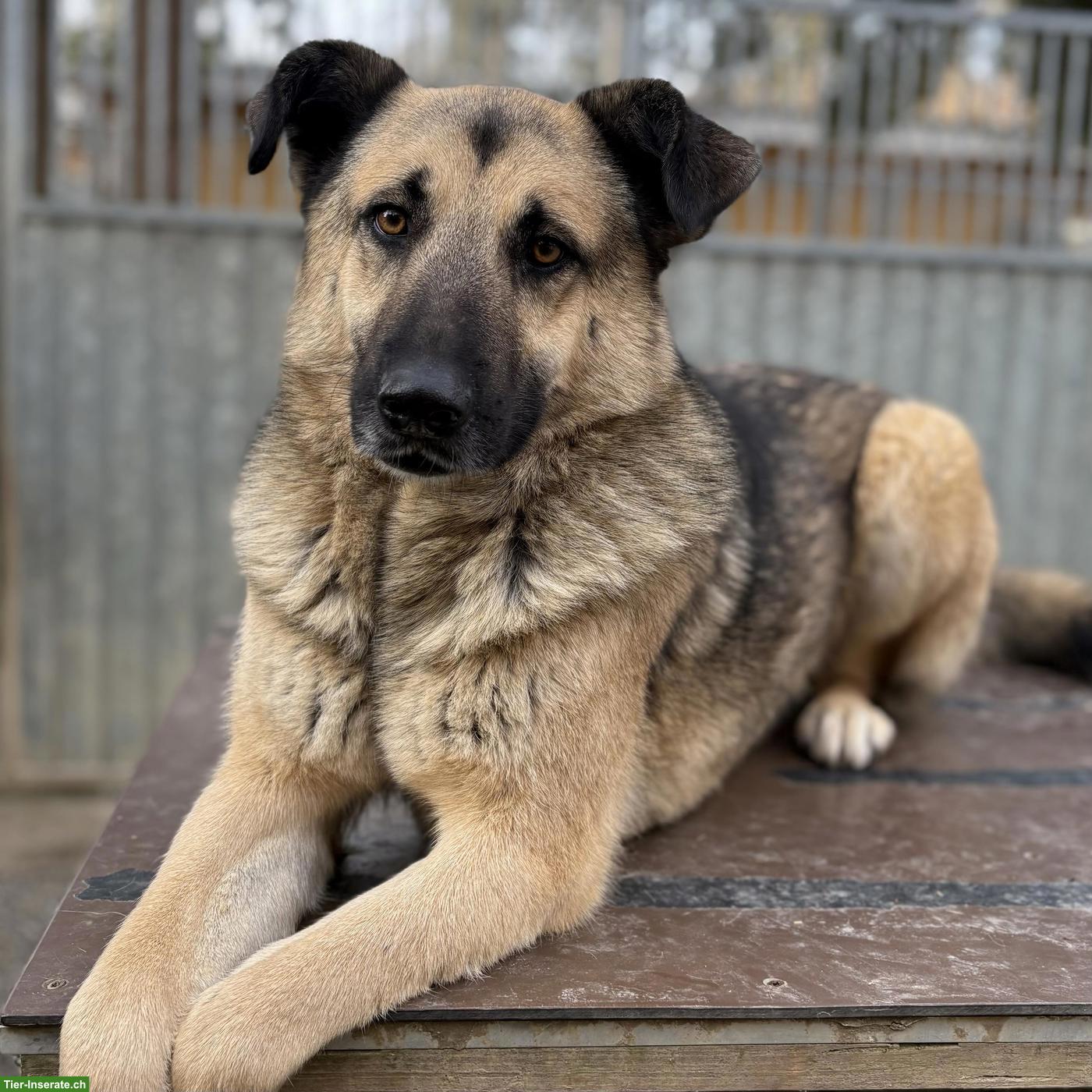 Bild 7: Sanfte, grosse Schäferhund-Mischlingshündin "Merla" aus dem Tierheim