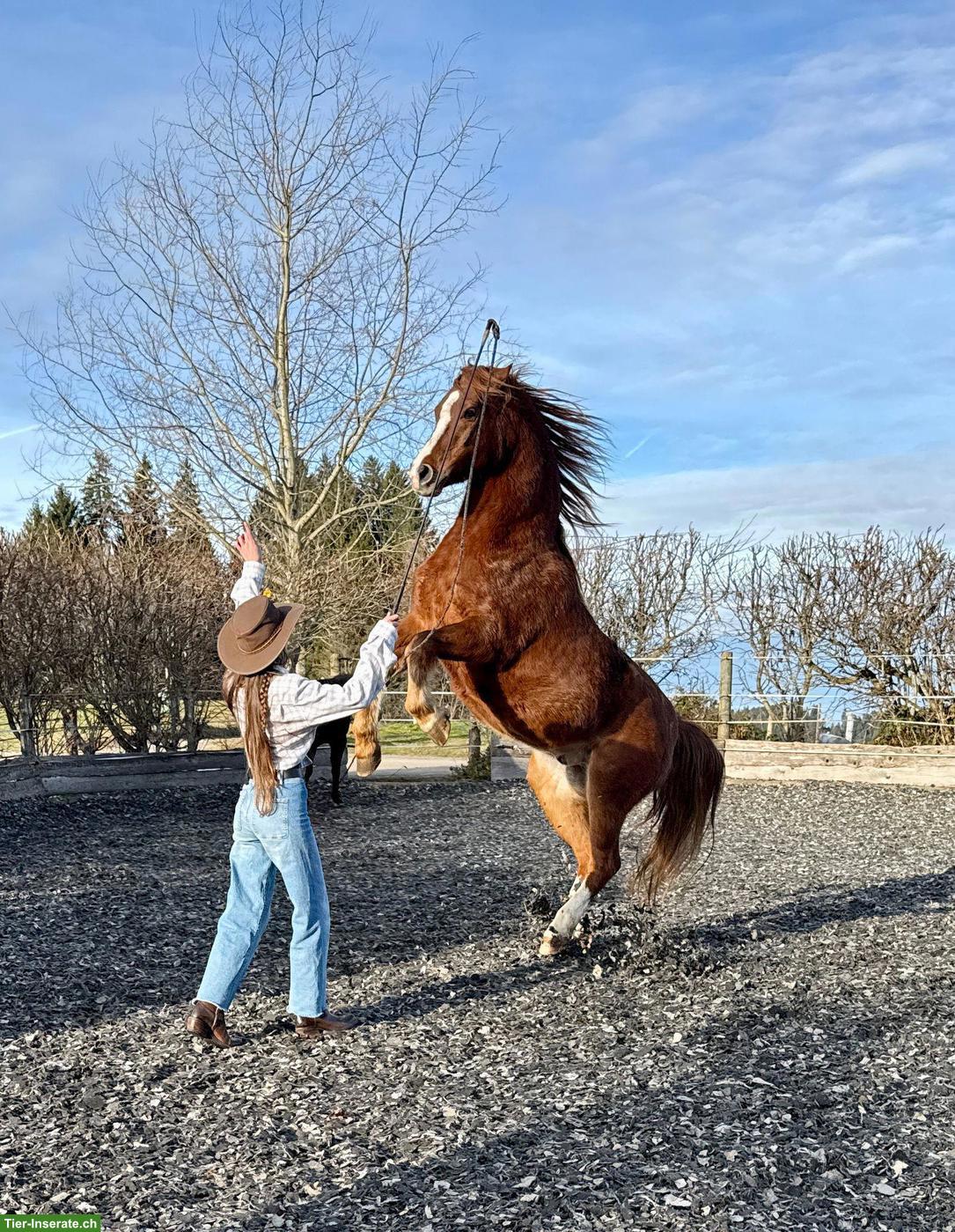 Lässiges Auffahrts-Reitlager auf dem Brikerhof im Appenzell AR