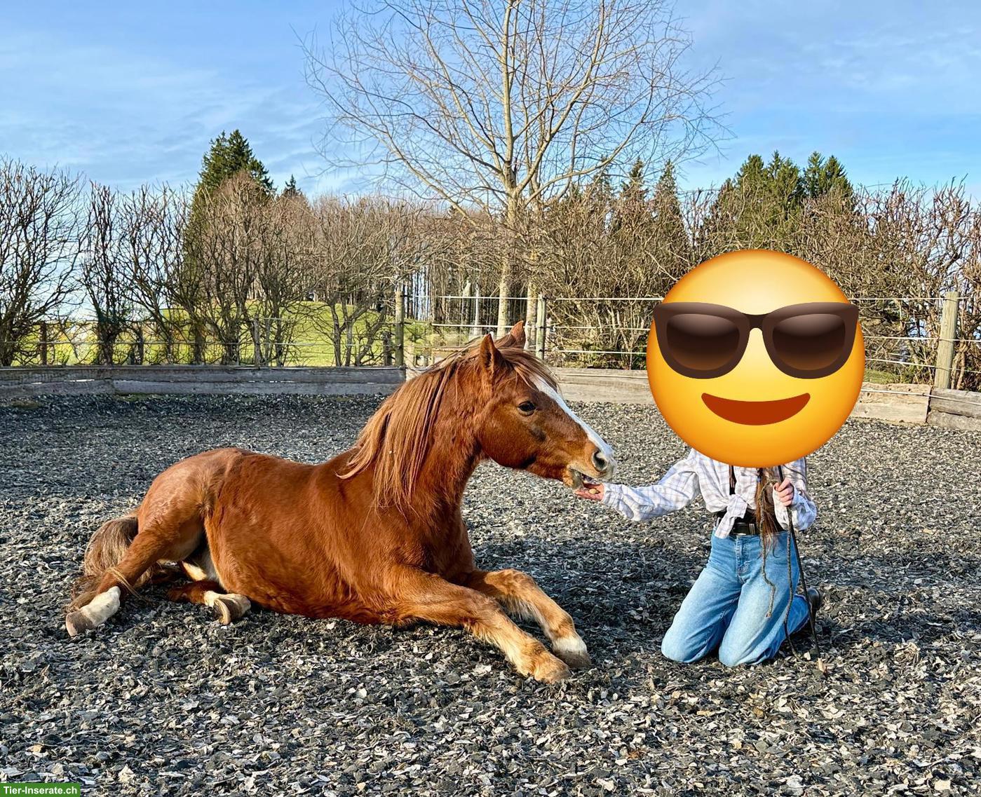 Bild 2: Lässiges Auffahrts-Reitlager auf dem Brikerhof im Appenzell AR