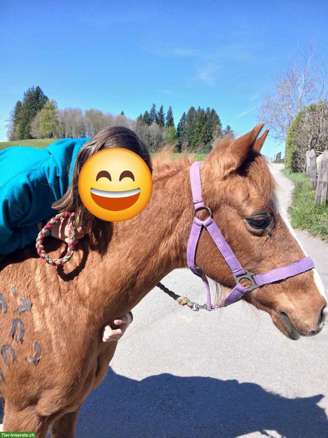 Bild 3: Lässiges Auffahrts-Reitlager auf dem Brikerhof im Appenzell AR